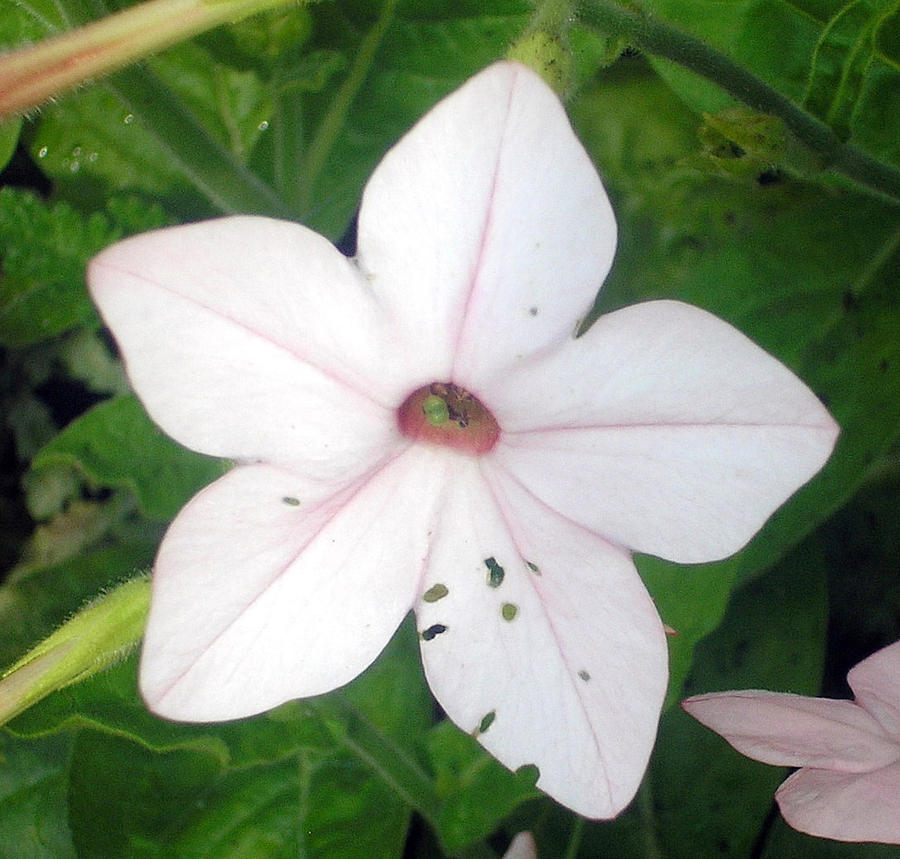 five-petal-white-flower-by-vgamer164-on-deviantart