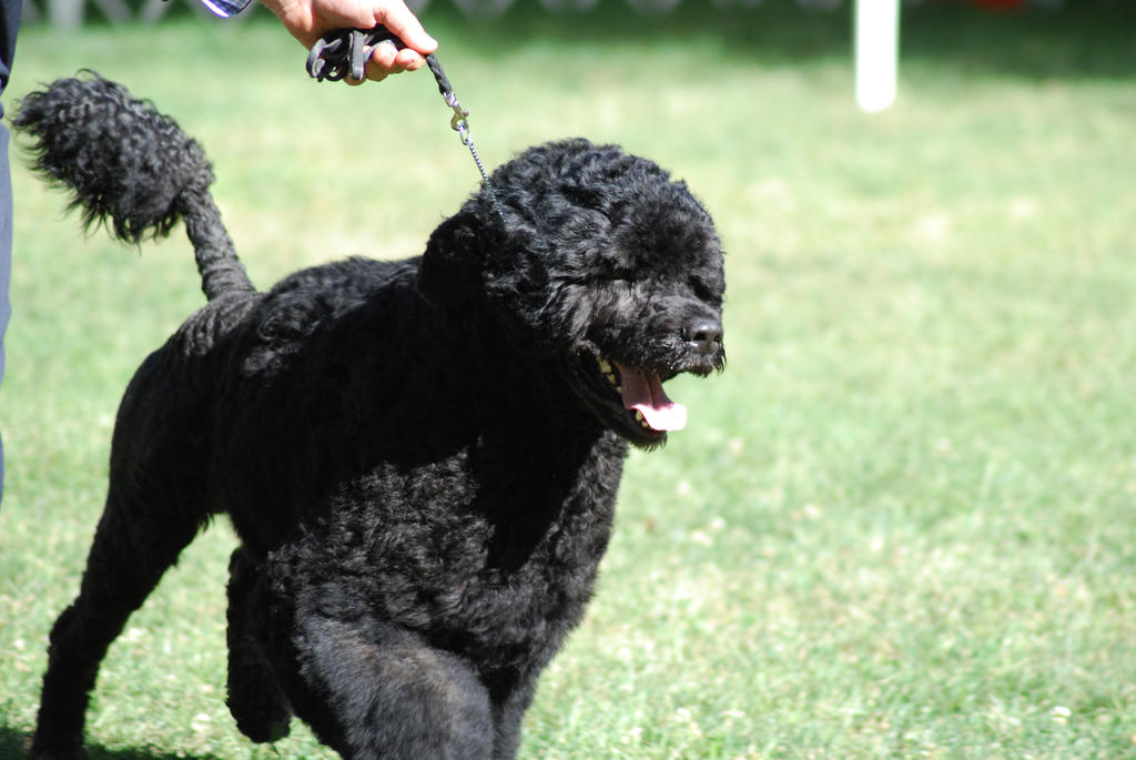 portuguese-water-dog-18-september-2015-pet-blog-veterinary-tips