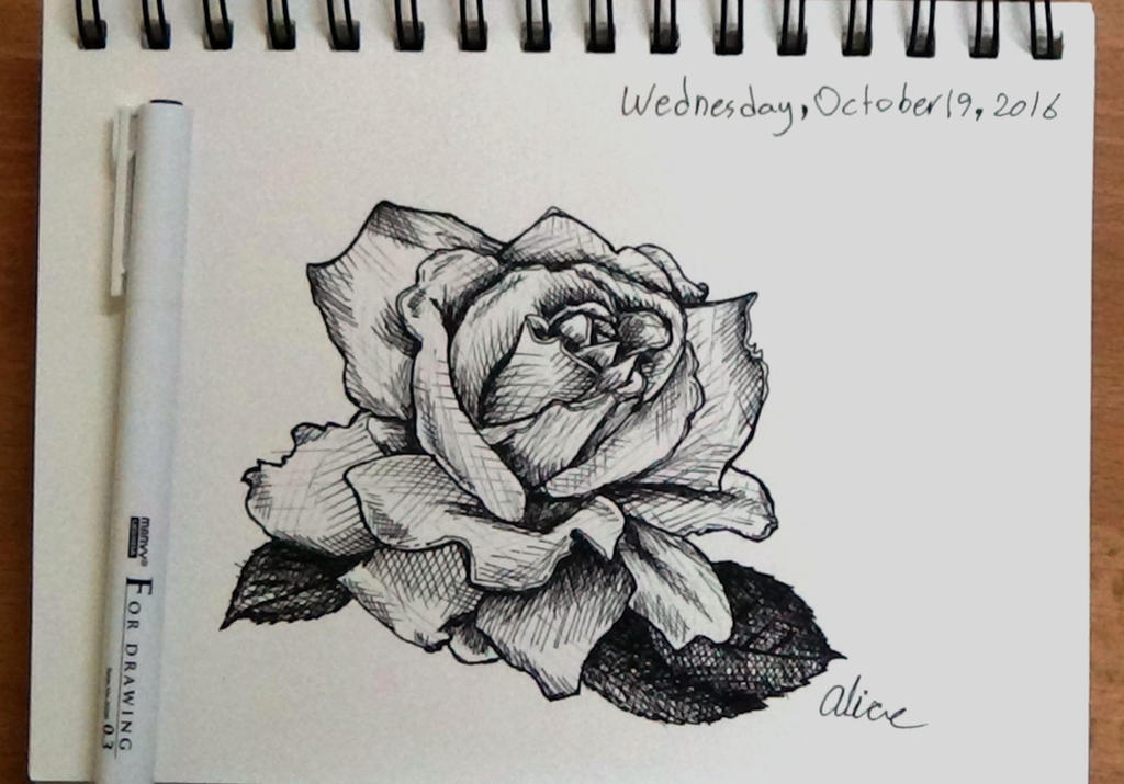 rose drawing in pen #3 by AliceColours on DeviantArt