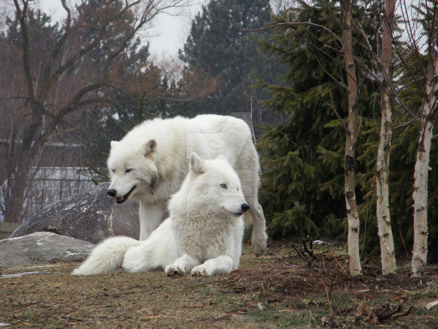 Arctic Wolves - 11 - by Olympus-Nyx on DeviantArt