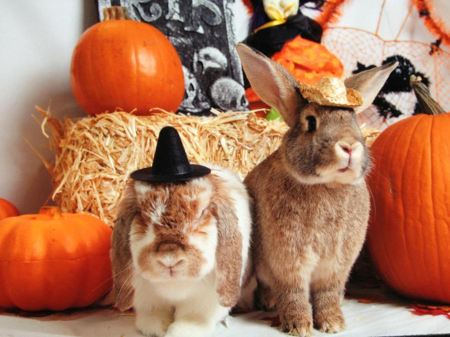  Halloween Bunnies  by balba bunny  on DeviantArt