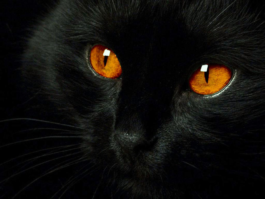 Red Eye Cat by Matheus5151 on DeviantArt