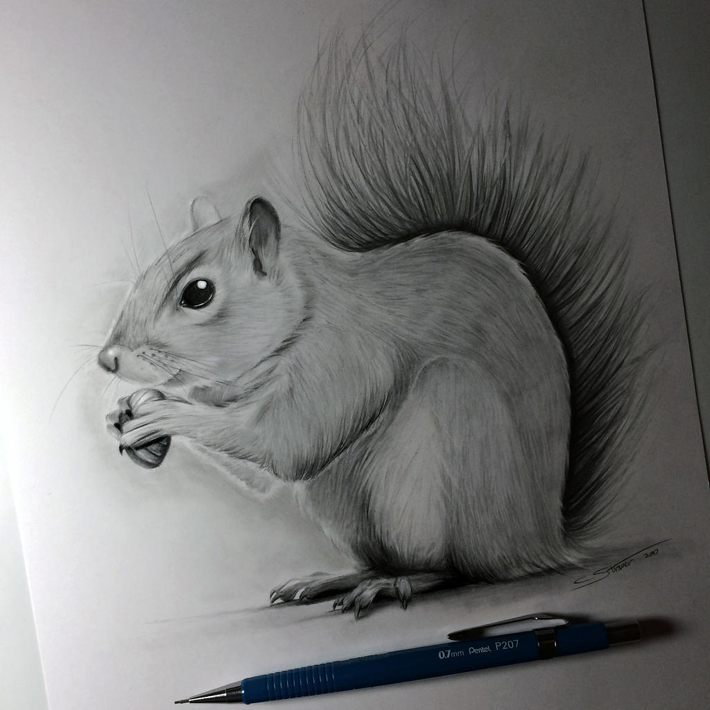 Squirrel Drawing by LethalChris on DeviantArt