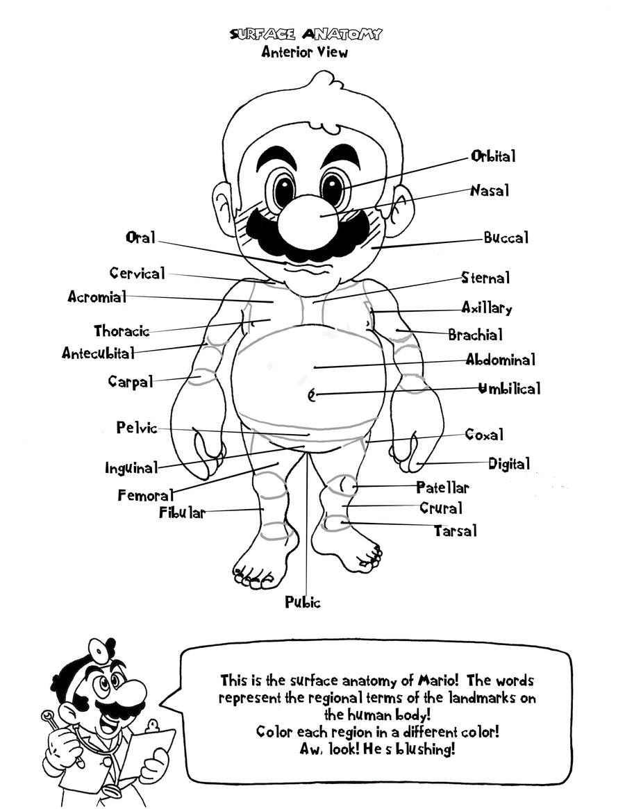 Doctor Mario's Anatomy Coloring Book Page 2 by ...