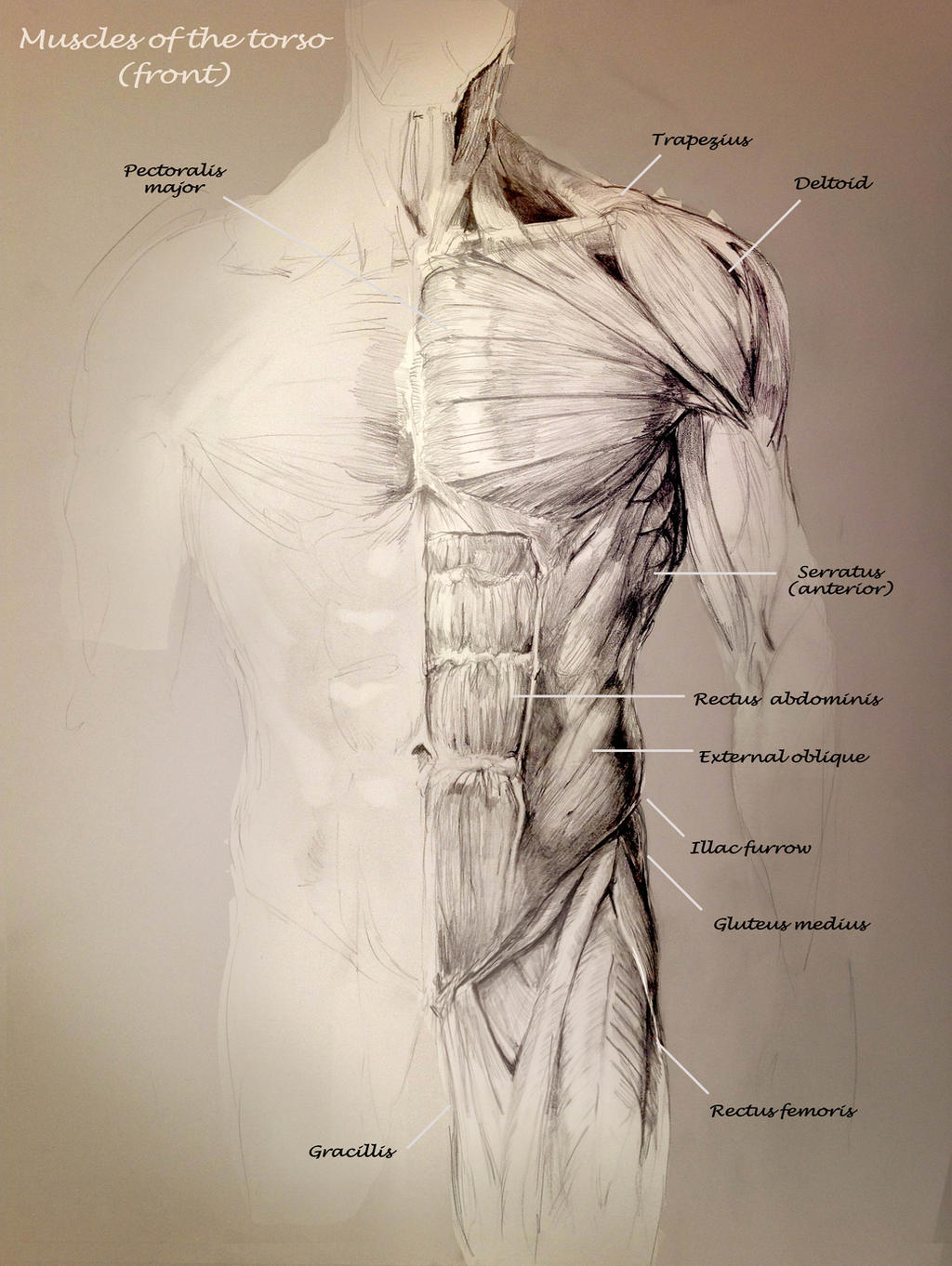 School anatomy studies: Torso muscles by Travis-Anderson ...