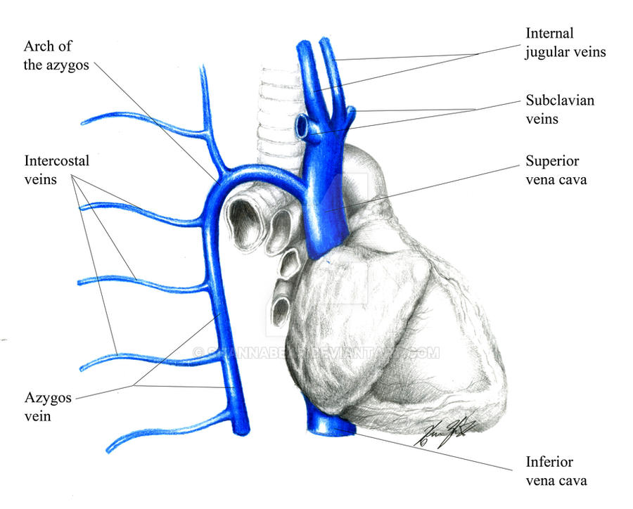 Major Veins of the Heart 1 by ShannaBear on DeviantArt