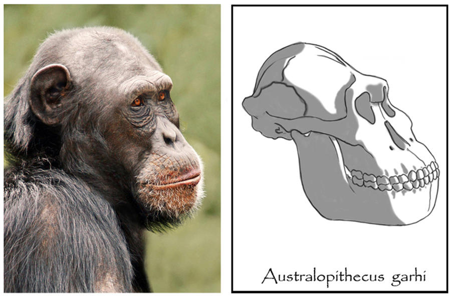Resultado de imagen de Australopithecus garhi