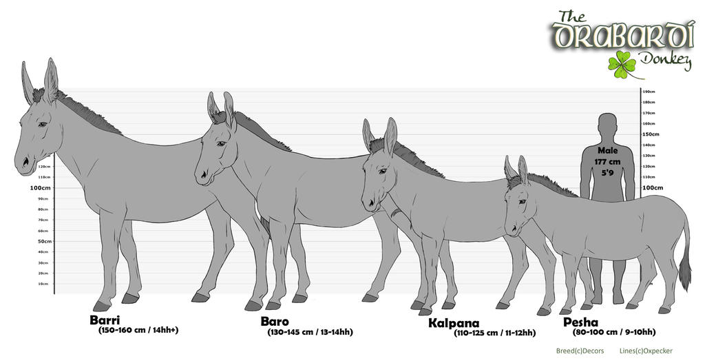 Drabardi Donkey Types by DrabardiDonkey on DeviantArt