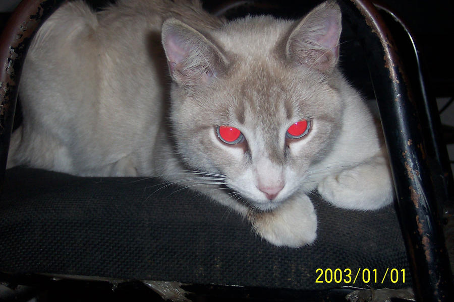 cat of red eyes by lookatvoid on DeviantArt