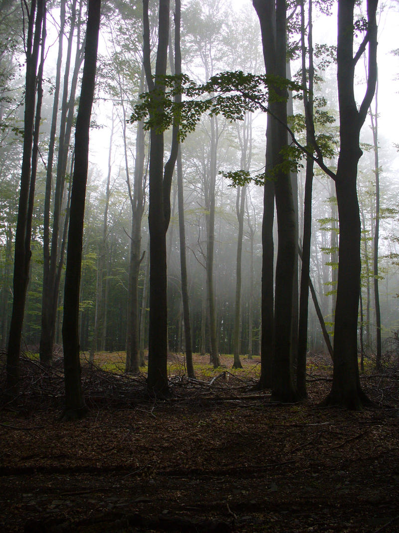 dark_forest_by_neethea.jpg