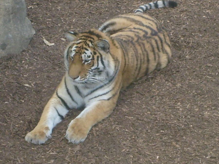 St. Louis Zoo 11 by charry-photos on DeviantArt