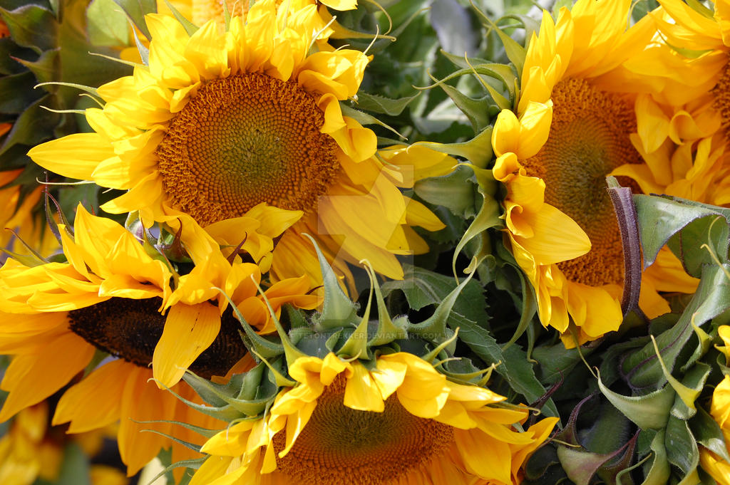 Sunflowers by tetontrekker