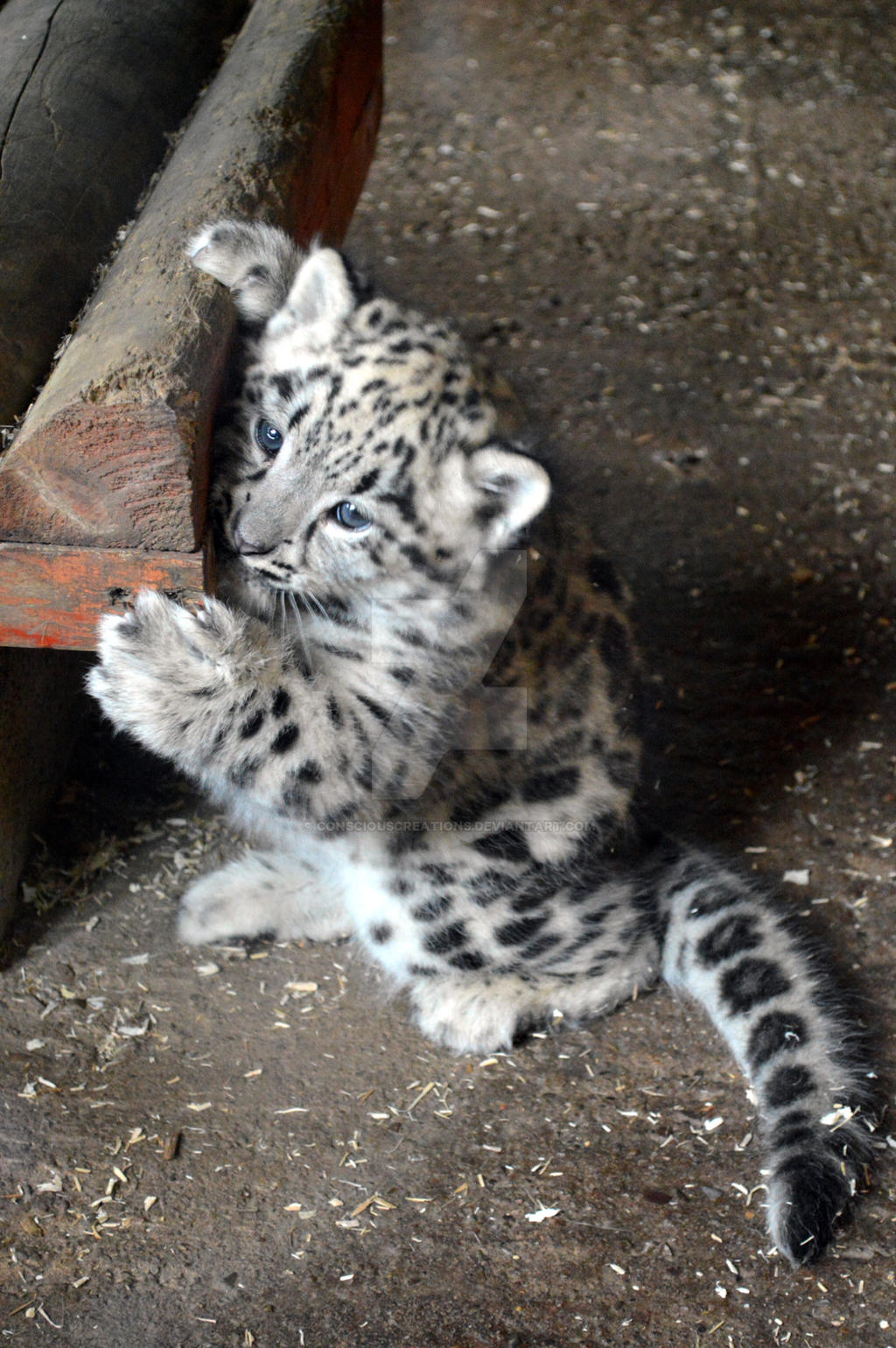 Snow Leopard Cub ~ Nidara by ConsciousCreations on DeviantArt