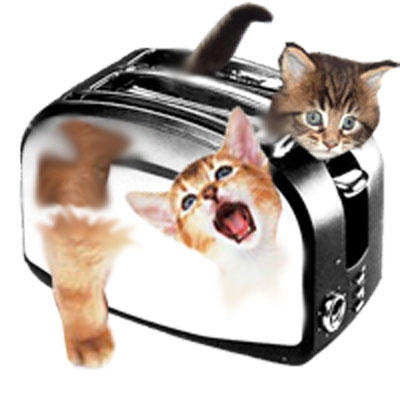 Image result for kitten toaster