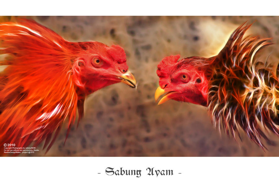 Image result for sabung ayam wallpaper