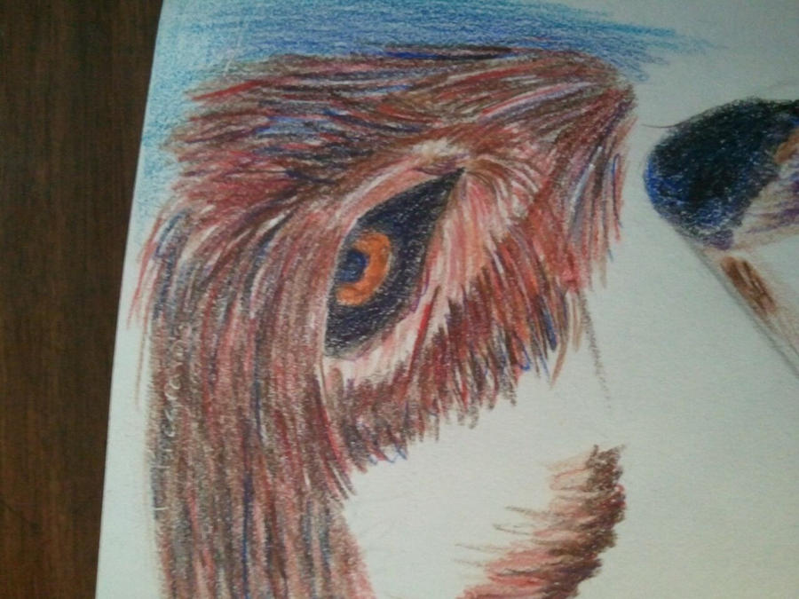 Colored Pencil Fur Texture by SketchedSilver on DeviantArt
