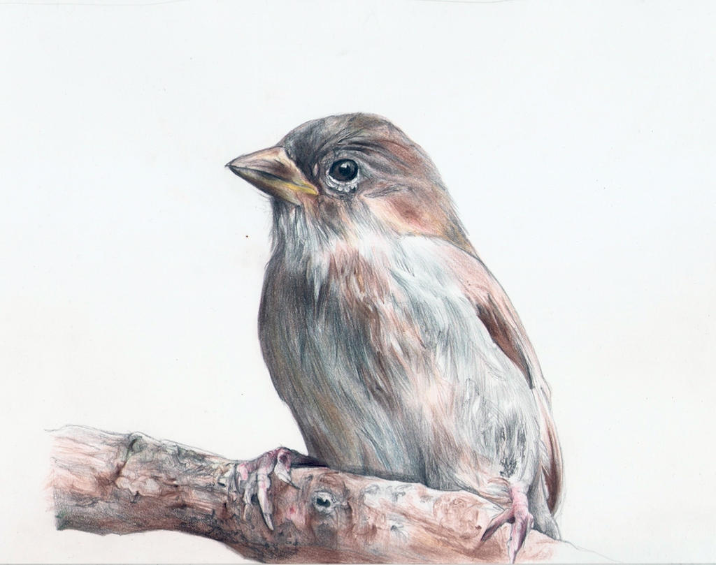 Juvenile Tree Sparrow Coloured pencil drawing by baddassmatt on DeviantArt