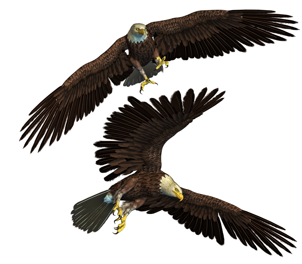 Eagles PNG Stock By Roy3D On DeviantArt
