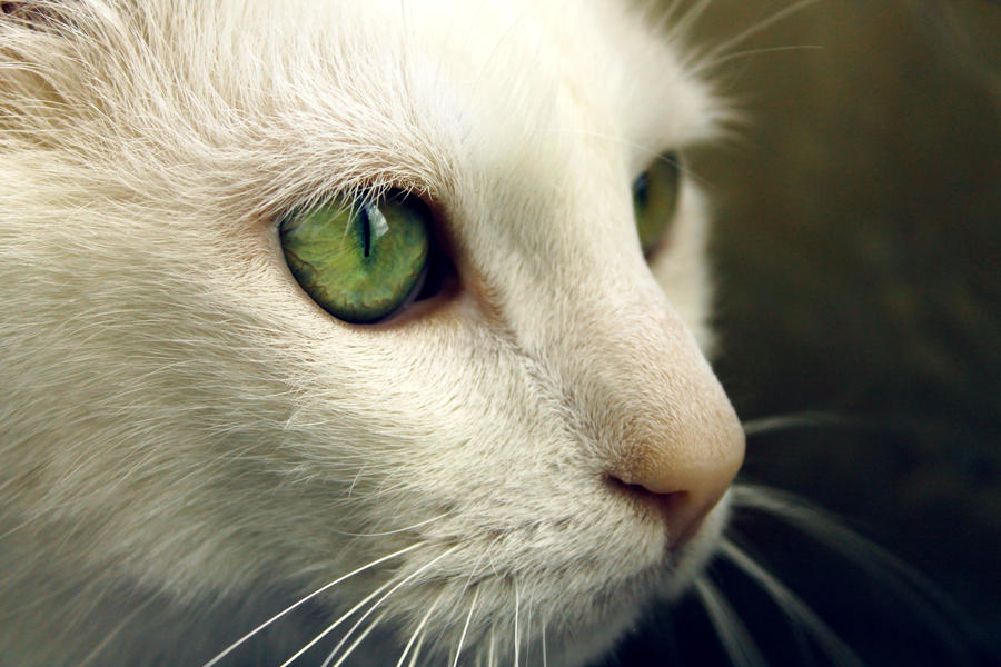 white cat - green eyes by uzblokuota on DeviantArt