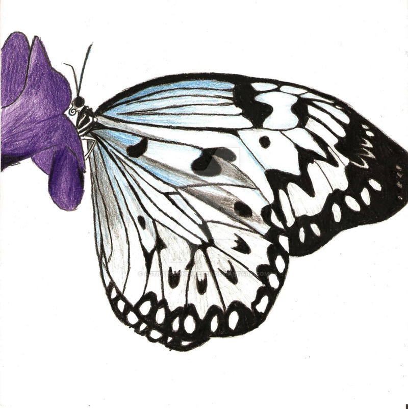 Butterfly Project 2: Color by Astralstonekeeper on DeviantArt