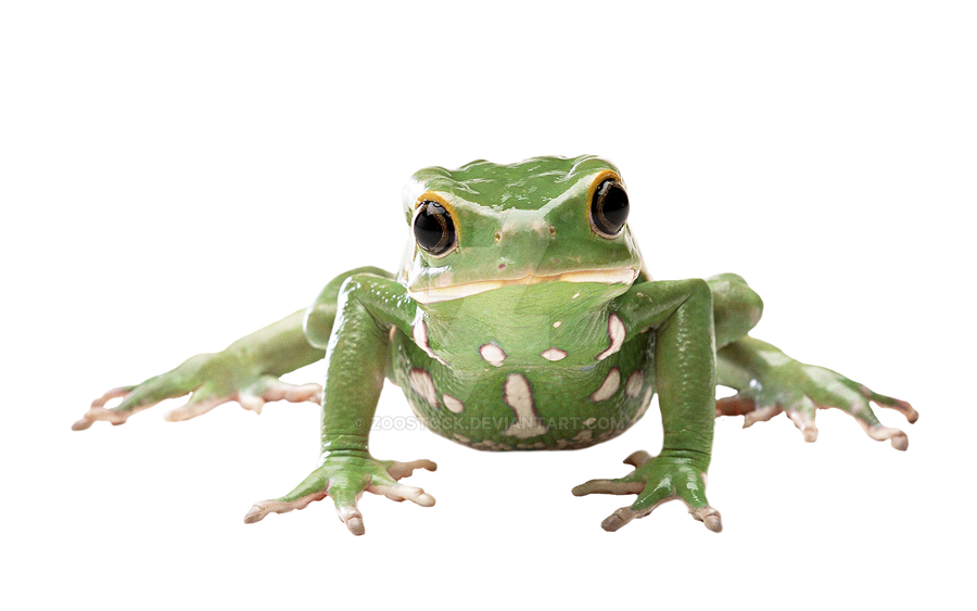 Tropical frog on a transparent background by ZOOSTOCK on ...