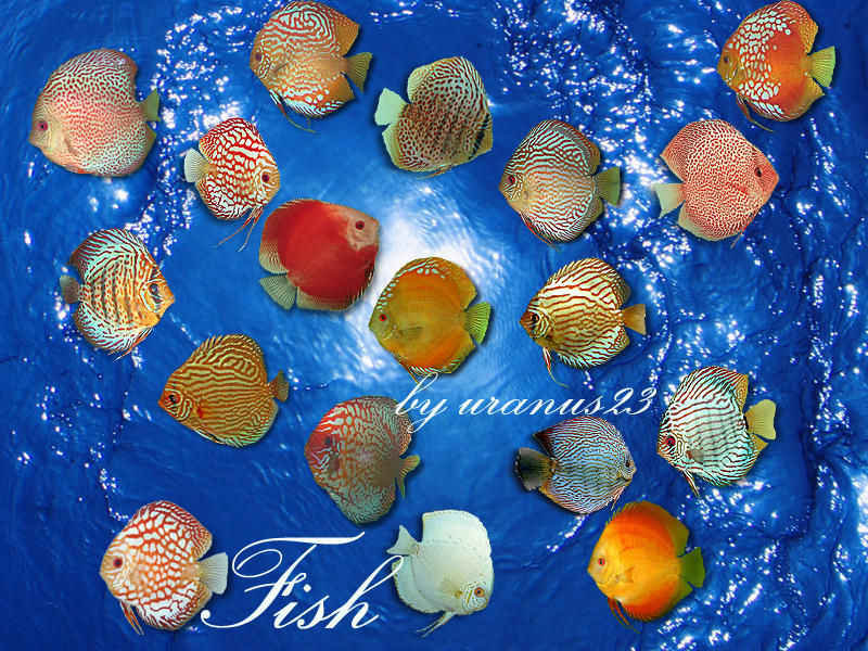 Fish top 50 songs