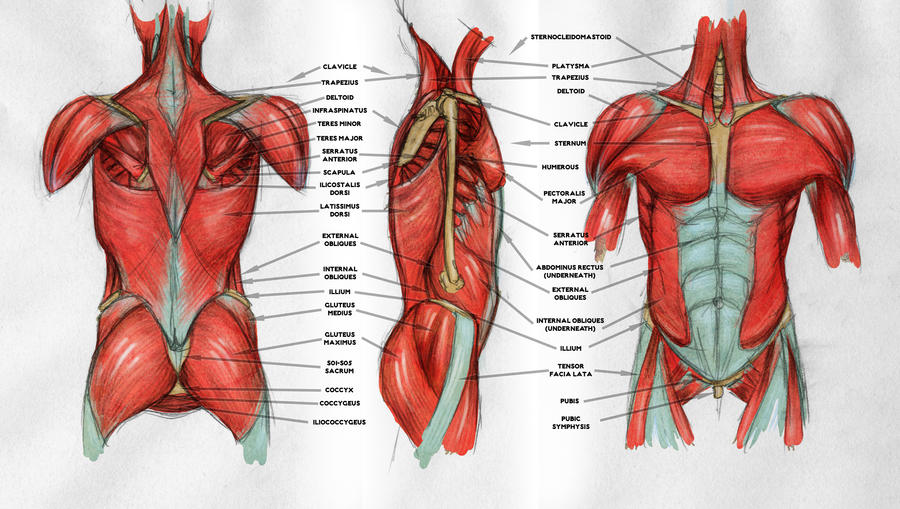 Torso Muscle Anatomy / Labeled Human Torso Model Diagram - Biol 218 - Human ... : See more ideas about anatomy, anatomy reference, anatomy for artists.