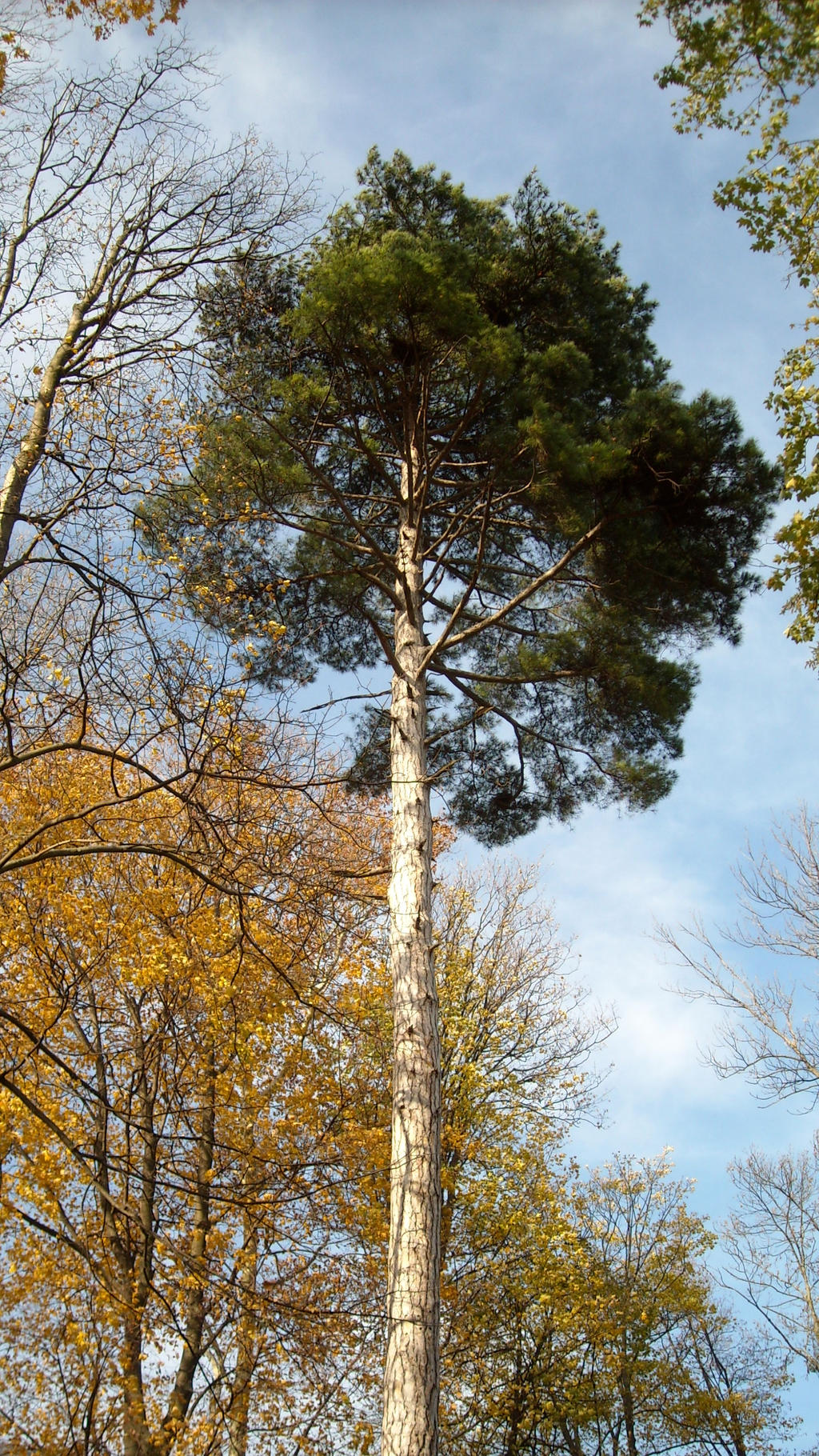 Pine tree in Autumn by TinyWild on DeviantArt