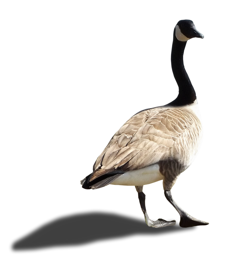 Canada Goose - II - Stock - PNG by Walking-Tall on DeviantArt
