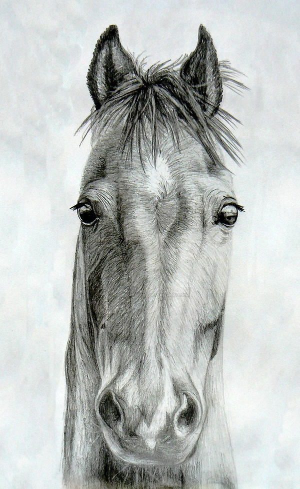 Horse head by Drawinggirl on DeviantArt