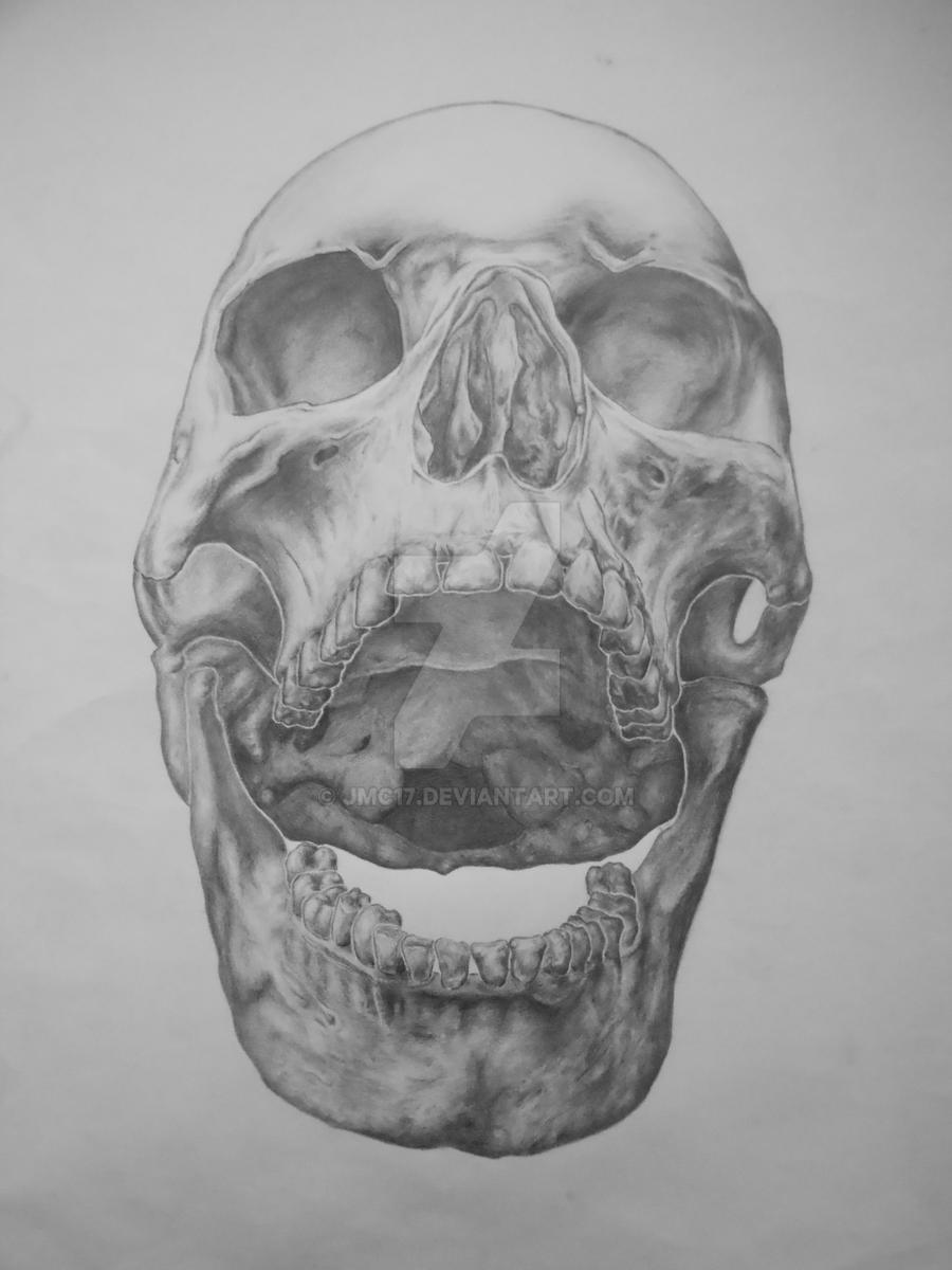 You have a beautiful skull by JMC17 on DeviantArt