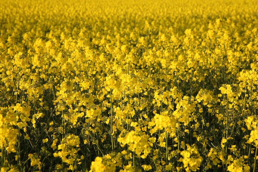 Yellow flowers texture by NickiStock on DeviantArt