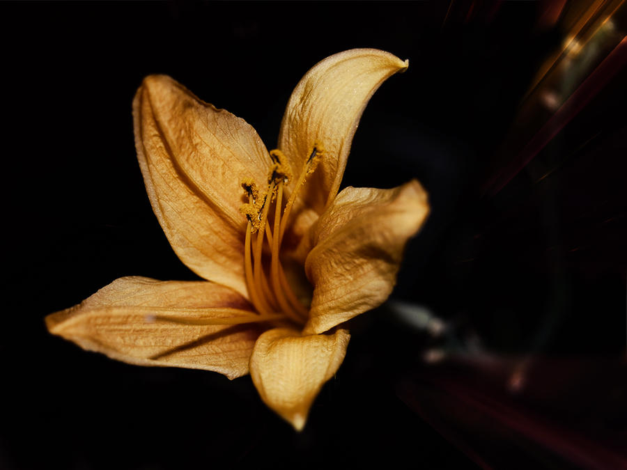 Gold Flower by UssjTrunks on DeviantArt