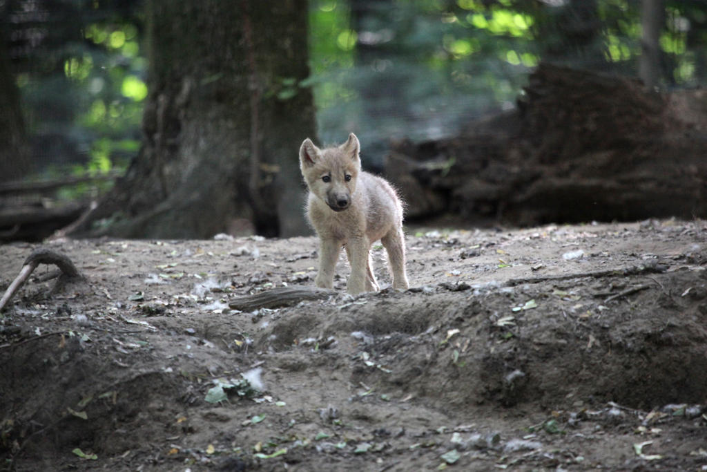 Baby Arctic Wolf II by Vanell-Photography on DeviantArt Cute Baby Arctic Wolf
