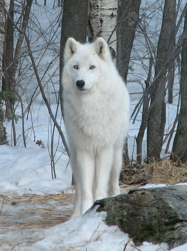 White Wolf by person789