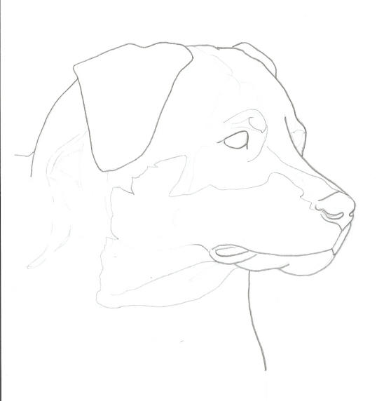 Rottweiler Sketch by Korofi on DeviantArt
