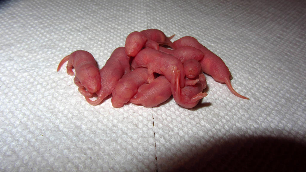 9 Pinkies (Baby Mice) by BioSnailPoker on DeviantArt
