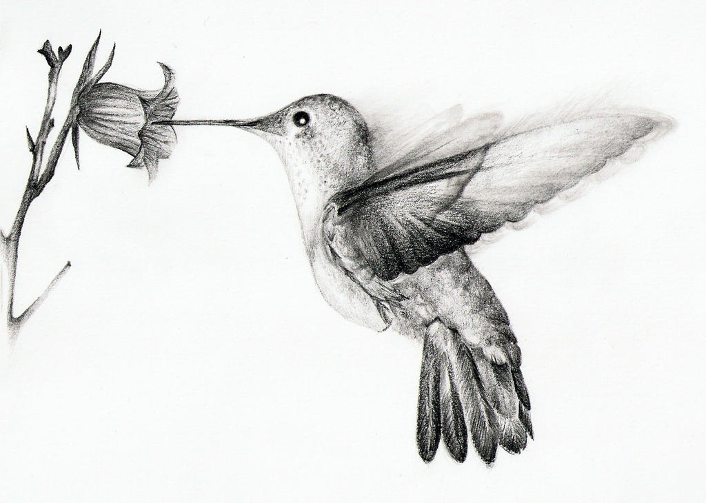 Hummingbird by chatroux on DeviantArt