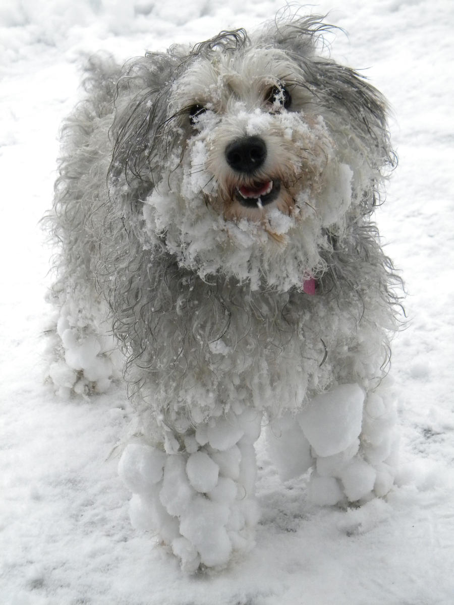 Image result for snowy dog