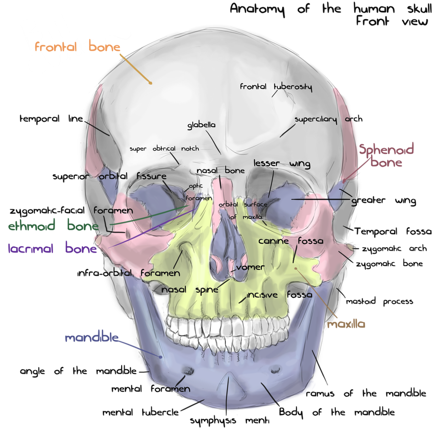 Annotated human skull anatomy - front view by shevans on DeviantArt