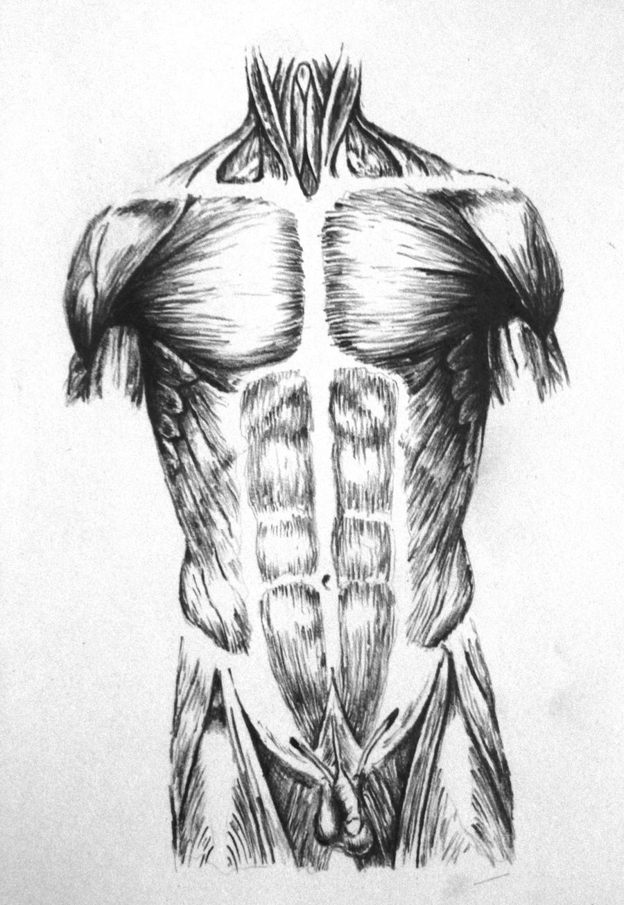 anatomical drawing by taylorweaved on DeviantArt