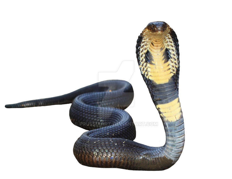 Cobra On An Isolated Transparent Background By Prussiaart On Deviantart
