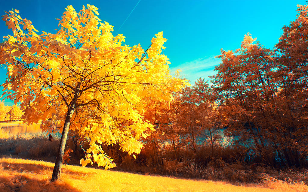 PHONG CẢNH MÙA XUÂN Yellow_trees_part_v_by_myinqi-d7y414i