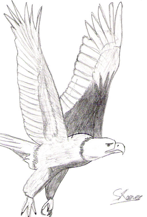 Bald Eagle flying by SpeedytheHedgehog on DeviantArt