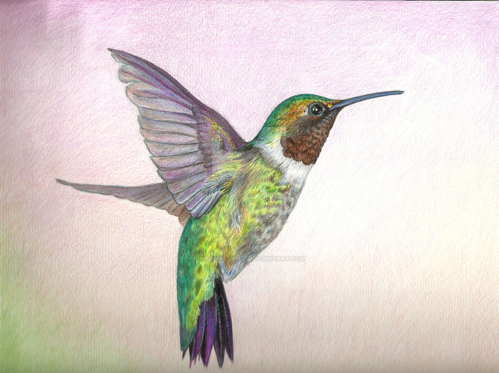 Hummingbird in colored pencil by MaribelGnlz on DeviantArt