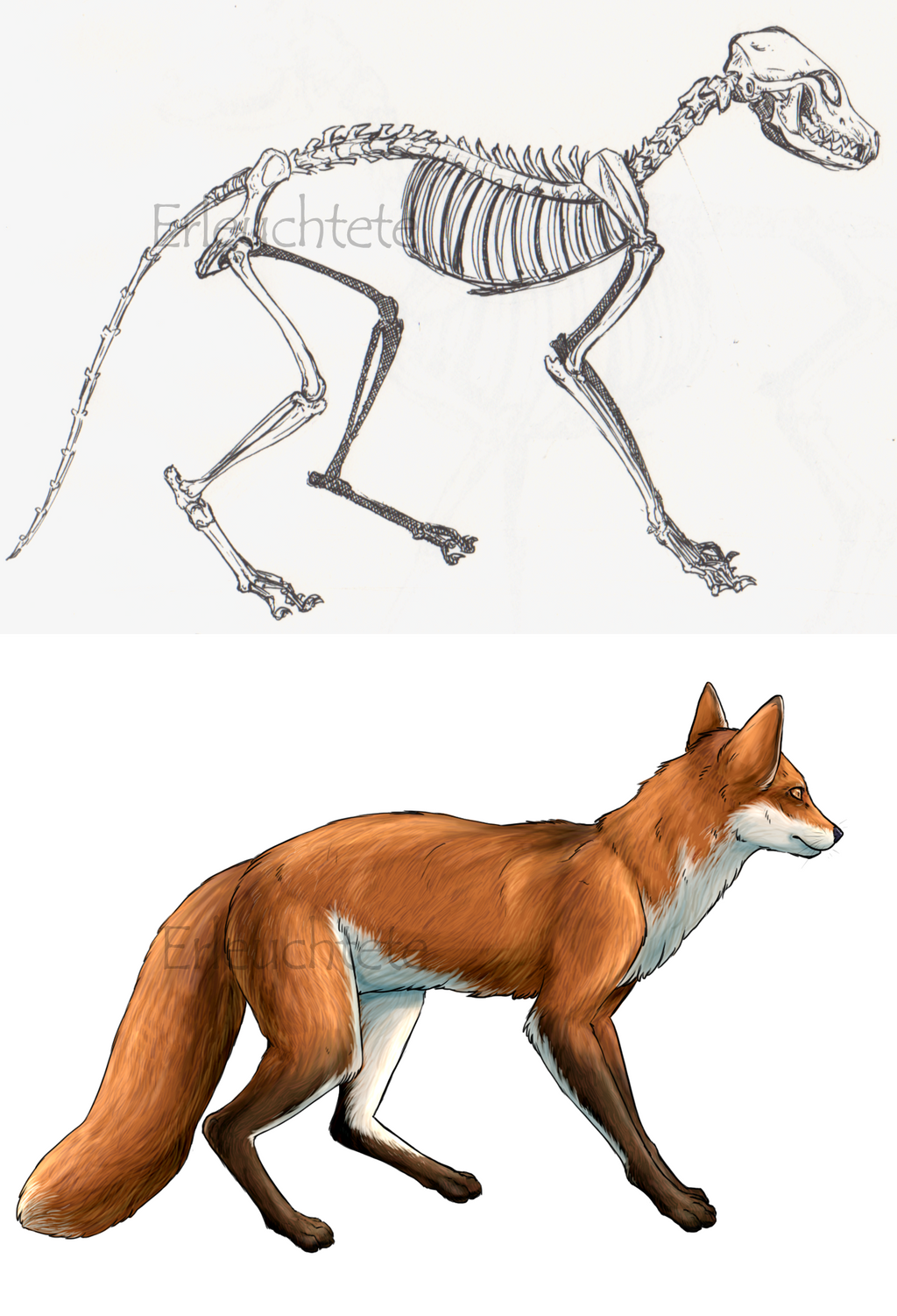 Fox anatomy study by EarlNoir on DeviantArt