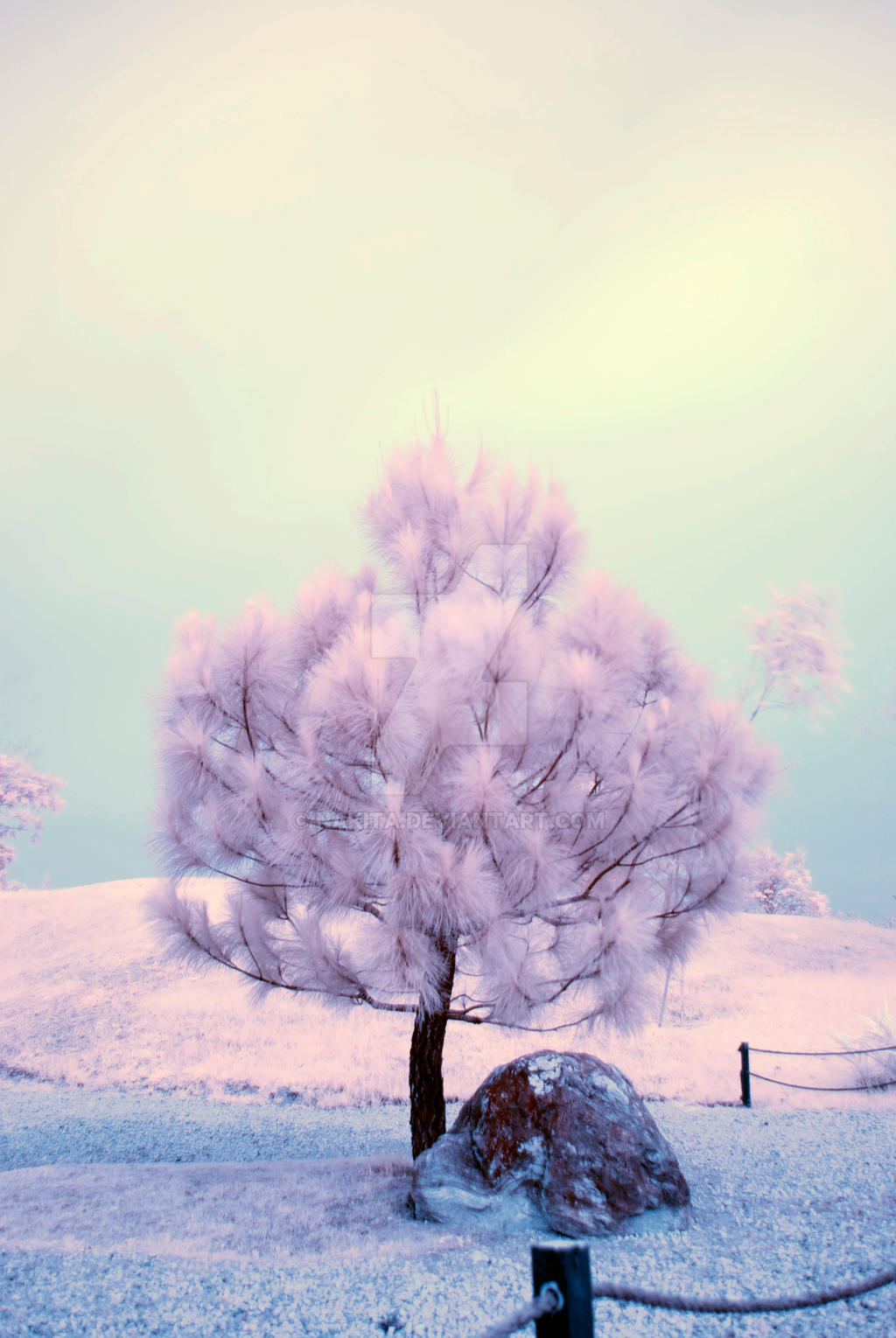 Infrared photography - Tree by nakita on DeviantArt