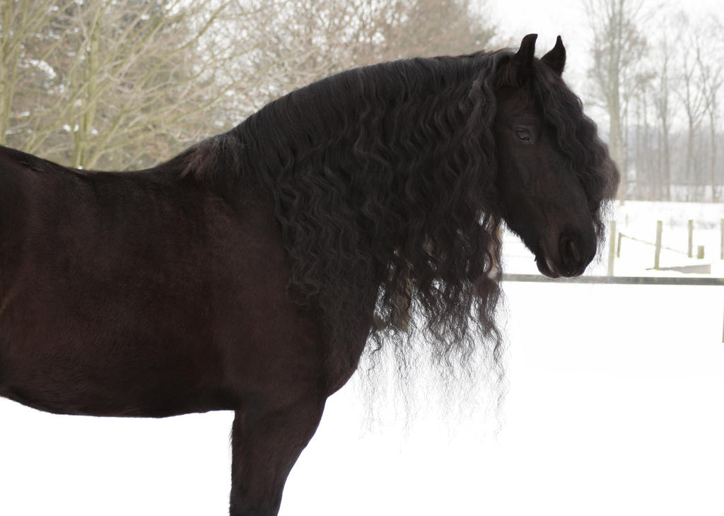 black_horse_friesian_janosch_winter_by_n