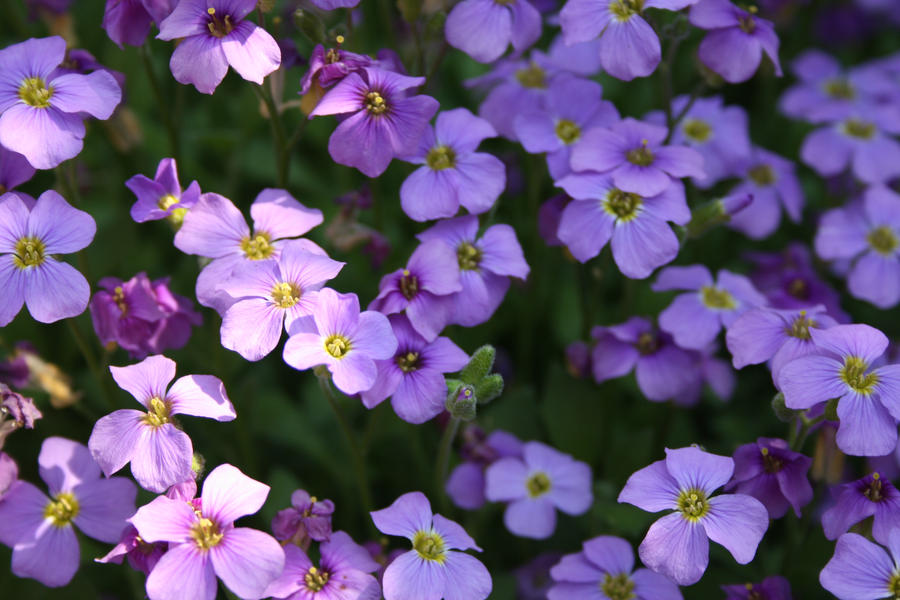 .: Small Purple Flowers :. by K-O-R-I-I on DeviantArt