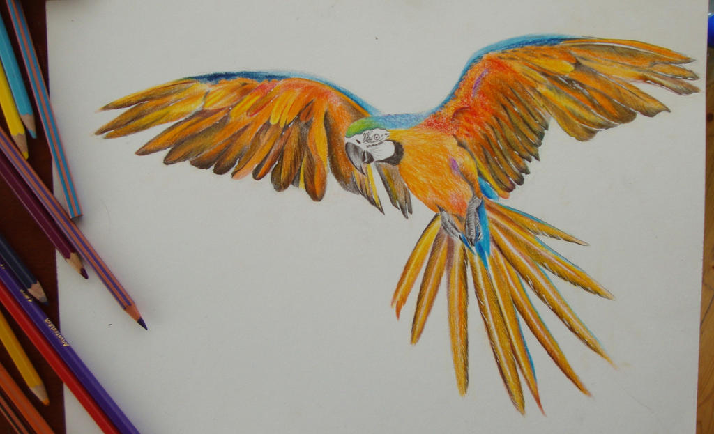 Parrot,color pencil drawing by robiartimre on DeviantArt